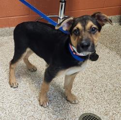 Shelter Stray Female Dog last seen Near BLOCK S BYRD DR, PUEBLO CO 81007, 4600 Eagleridge Pl, Pueblo, CO 81008, USA