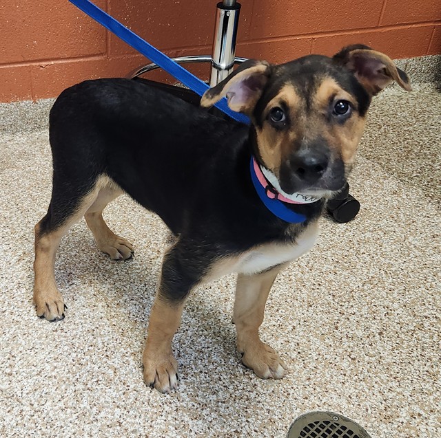Shelter Stray Female Dog last seen Near BLOCK S BYRD DR, PUEBLO CO 81007, 4600 Eagleridge Pl, Pueblo, CO 81008, USA