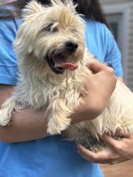 Reunited Female Dog last seen Cidermill Drive, Marchfield Way, Columbus, OH 43204
