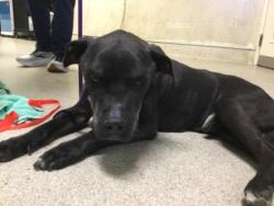 Shelter Stray Male Dog last seen RUTLAND AVE / ARLINGTON AVE, RIVERSIDE CA 92503, 6851 Van Buren Boulevard, Jurupa Valley, CA 92509, USA