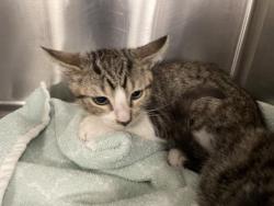Shelter Stray Male Cat last seen Near BLOCK FRED WARING DR, INDIO CA 92201, Thousand Palms, CA, USA
