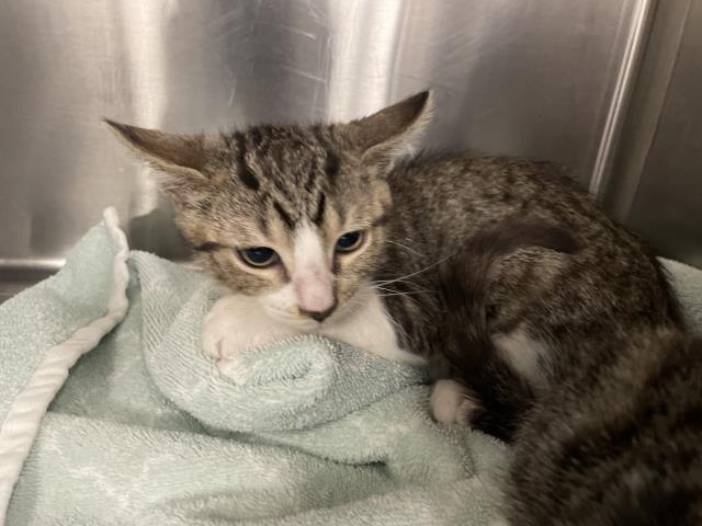 Shelter Stray Male Cat last seen Near BLOCK FRED WARING DR, INDIO CA 92201, Thousand Palms, CA, USA
