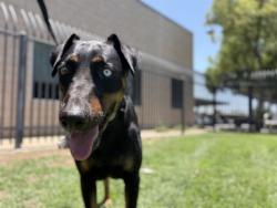 Shelter Stray Female Dog last seen Near BLOCK OLIVE AVE, PERRIS CA 92570, San Jacinto, CA 92582, USA