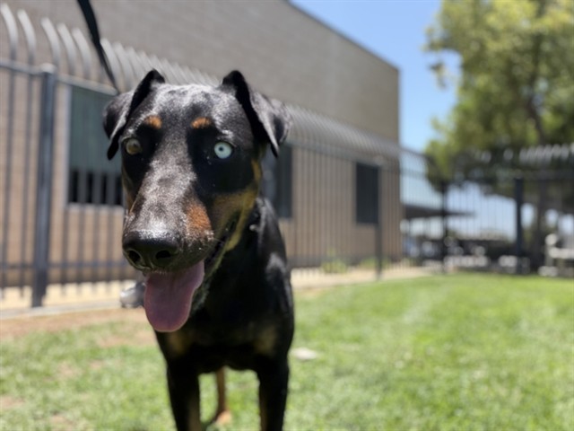 Shelter Stray Female Dog last seen Near BLOCK OLIVE AVE, PERRIS CA 92570, San Jacinto, CA 92582, USA