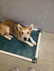 Shelter Stray Male Dog last seen Near BLOCK S KING VALLEY ST, 4522 W 3500 S, West Valley City, UT 84120, USA