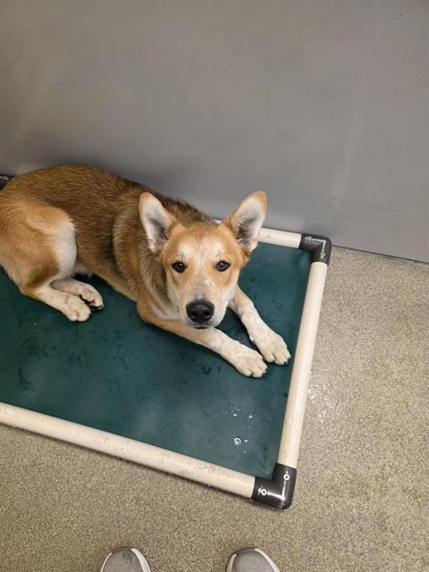 Shelter Stray Male Dog last seen Near BLOCK S KING VALLEY ST, 4522 W 3500 S, West Valley City, UT 84120, USA