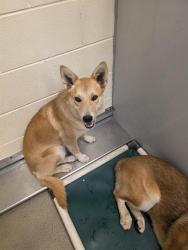 Shelter Stray Male Dog last seen Near BLOCK S KING VALLEY ST, 4522 W 3500 S, West Valley City, UT 84120, USA