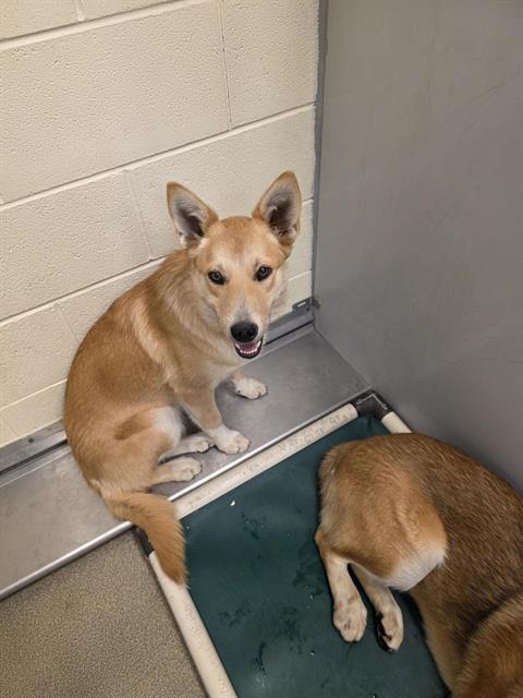 Shelter Stray Male Dog last seen Near BLOCK S KING VALLEY ST, 4522 W 3500 S, West Valley City, UT 84120, USA