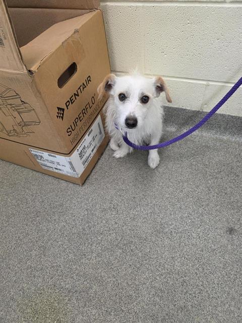 Shelter Stray Male Dog last seen Near BLOCK W 4330, 4522 W 3500 S, West Valley City, UT 84120, USA