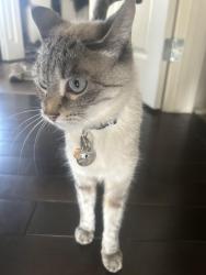 Lost Female Cat last seen Evanscove manor NW, Calgary, AB T3P 0A4