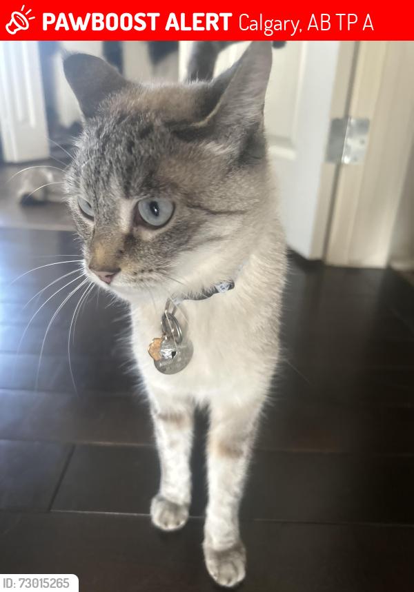 Lost Female Cat last seen Evanscove manor NW, Calgary, AB T3P 0A4