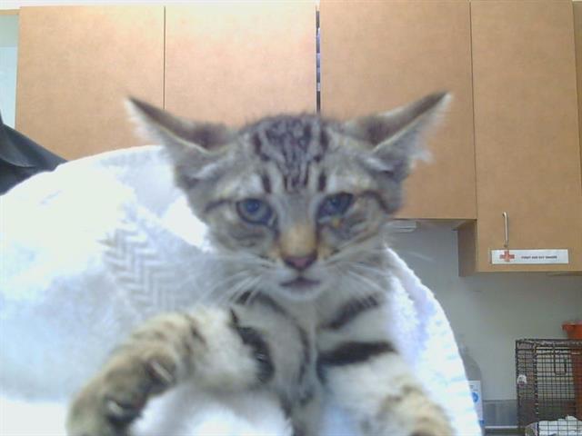 Shelter Stray Female Cat last seen ZAMBRA WAY/SUBARU CT, 95826, 3839 Bradshaw Rd, Sacramento, CA 95827, USA