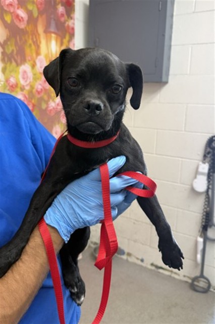 Shelter Stray Male Dog last seen , 333 Chandler Pl, San Bernardino, CA 92408, USA