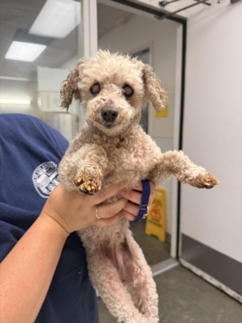 Shelter Stray Female Dog last seen , 1850 W 60th St, Los Angeles, CA 90047, USA