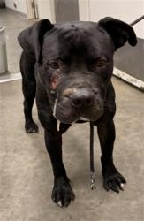 Shelter Stray Male Dog last seen , 1850 W 60th St, Los Angeles, CA 90047, USA