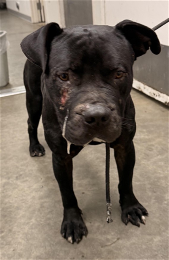Shelter Stray Male Dog last seen , 1850 W 60th St, Los Angeles, CA 90047, USA