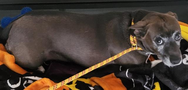 Shelter Stray Female Dog last seen Near BLOCK GARDEN MIST DR, LAS VEGAS NV 89135, 655 N Mojave Rd, Las Vegas, NV 89101, USA