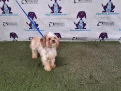 Shelter Stray Female Dog last seen , 2769 Conroy Rd, Orlando, FL 32839, USA