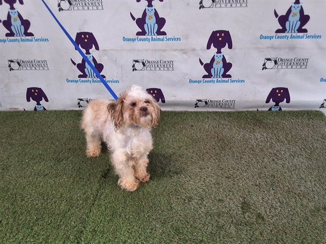 Shelter Stray Female Dog last seen , 2769 Conroy Rd, Orlando, FL 32839, USA