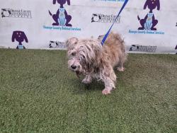 Shelter Stray Male Dog last seen , 2769 Conroy Rd, Orlando, FL 32839, USA