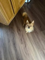 Lost Male Dog last seen Porters shores neighborhood , Marion County, FL 34472