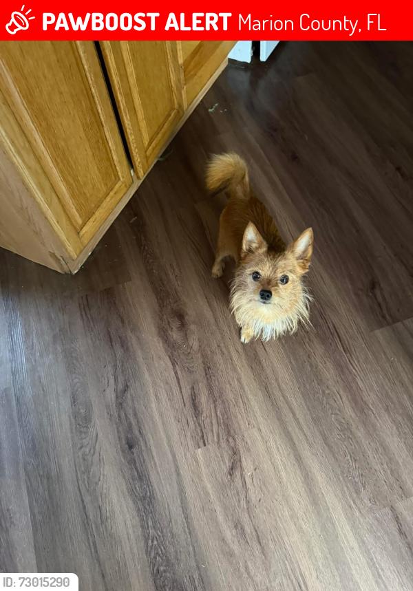 Lost Male Dog last seen Porters shores neighborhood , Marion County, FL 34472