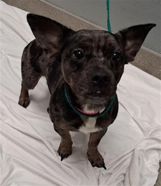 Shelter Stray Female Dog last seen BONANZA AND LAMB, 655 N Mojave Rd, Las Vegas, NV 89101, USA