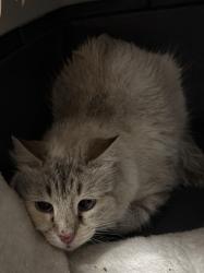 Shelter Stray Female Cat last seen ALIANTE PKWY & PERSEUS AVE, 655 N Mojave Rd, Las Vegas, NV 89101, USA