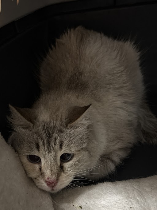 Shelter Stray Female Cat last seen ALIANTE PKWY & PERSEUS AVE, 655 N Mojave Rd, Las Vegas, NV 89101, USA