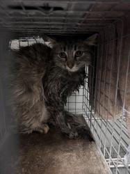 Shelter Stray Female Cat last seen , 655 N Mojave Rd, Las Vegas, NV 89101, USA