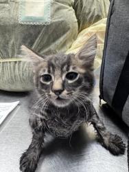Shelter Stray Male Cat last seen PIRATES COVE RD | DAWN ISLE DR, 655 N Mojave Rd, Las Vegas, NV 89101, USA