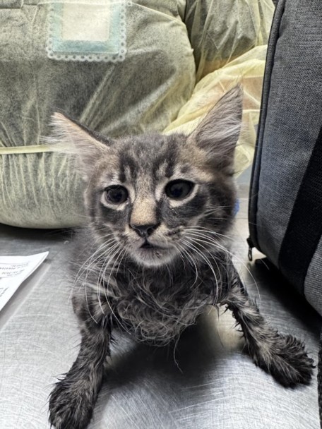 Shelter Stray Male Cat last seen PIRATES COVE RD | DAWN ISLE DR, 655 N Mojave Rd, Las Vegas, NV 89101, USA