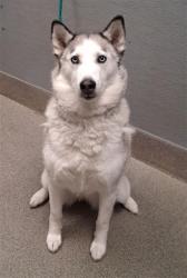 Shelter Stray Female Dog last seen NORTHWEST LAS VEGAS HIKING TRAILS, 655 N Mojave Rd, Las Vegas, NV 89101, USA