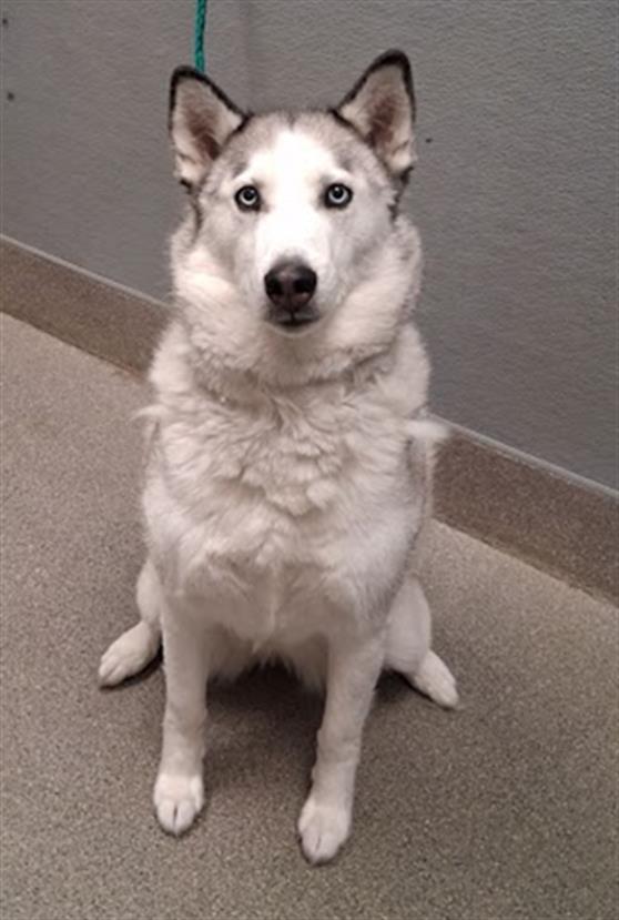 Shelter Stray Female Dog last seen NORTHWEST LAS VEGAS HIKING TRAILS, 655 N Mojave Rd, Las Vegas, NV 89101, USA