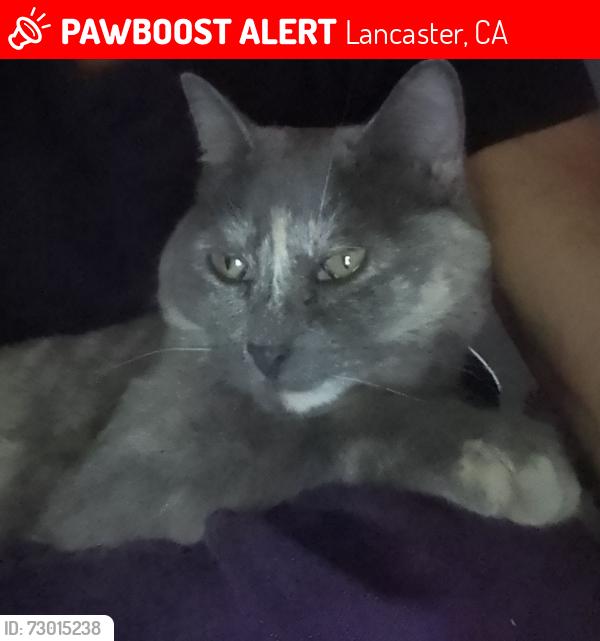 Lost Female Cat last seen West Ave I & 60th st west Lancaster CA, Lancaster, CA 93536