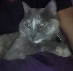 Lost Female Cat last seen West Ave I & 60th st west Lancaster CA, Lancaster, CA 93536