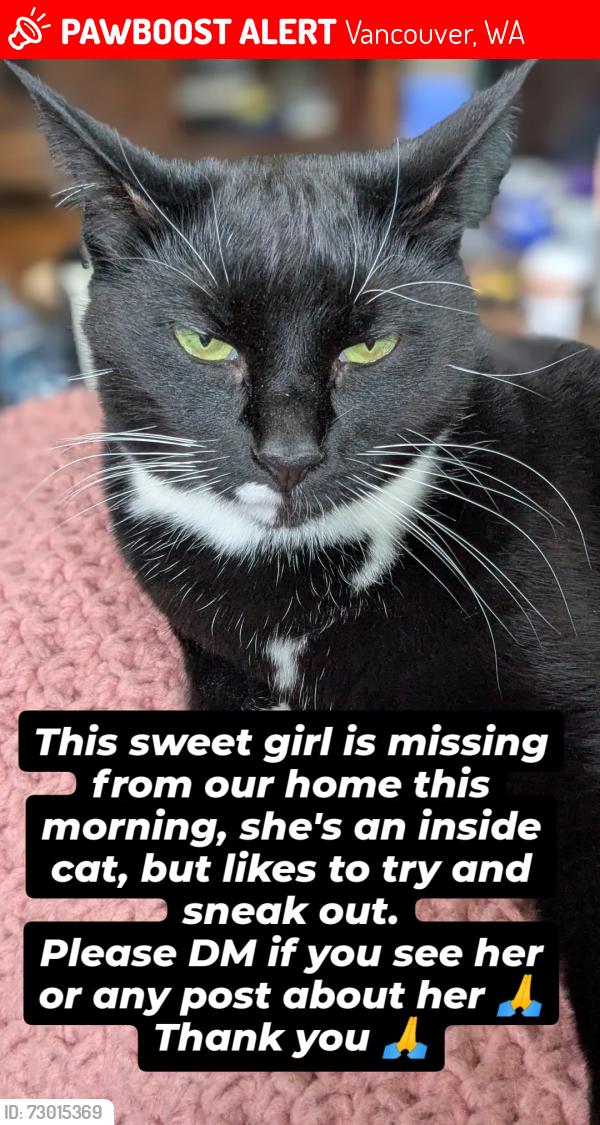 Lost Female Cat last seen 25th and Broadway , Vancouver, WA 98663