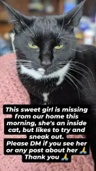 Lost Female Cat last seen 25th and Broadway , Vancouver, WA 98663