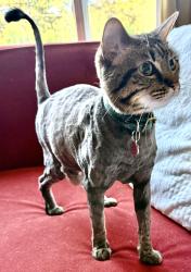 Lost Male Cat last seen Boston and Anderson , Glendale, CA 91214