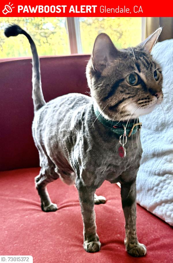 Lost Male Cat last seen Boston and Anderson , Glendale, CA 91214