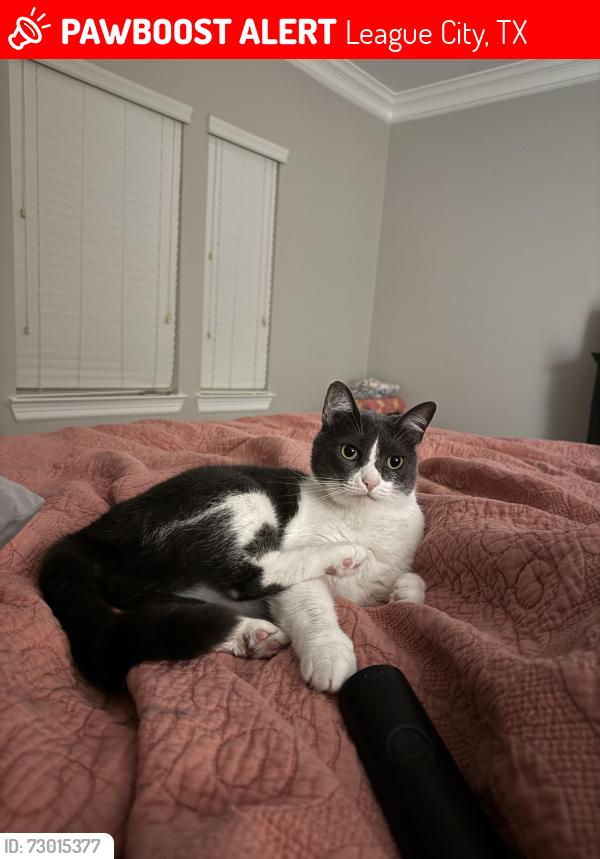 Lost Female Cat last seen Smith Street, League City, TX 77573