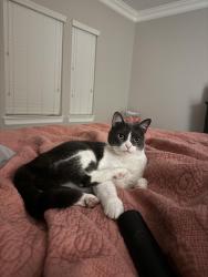 Lost Female Cat last seen Smith Street, League City, TX 77573