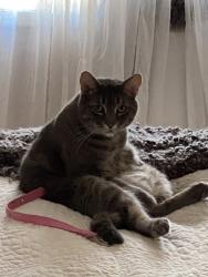 Lost Male Cat last seen Golden Farmer Way, Mavis & Crawford Mill, Mississauga, ON L5W