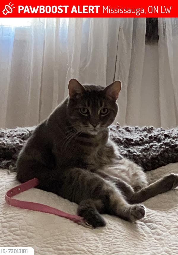 Lost Male Cat last seen Golden Farmer Way, Mavis & Crawford Mill, Mississauga, ON L5W