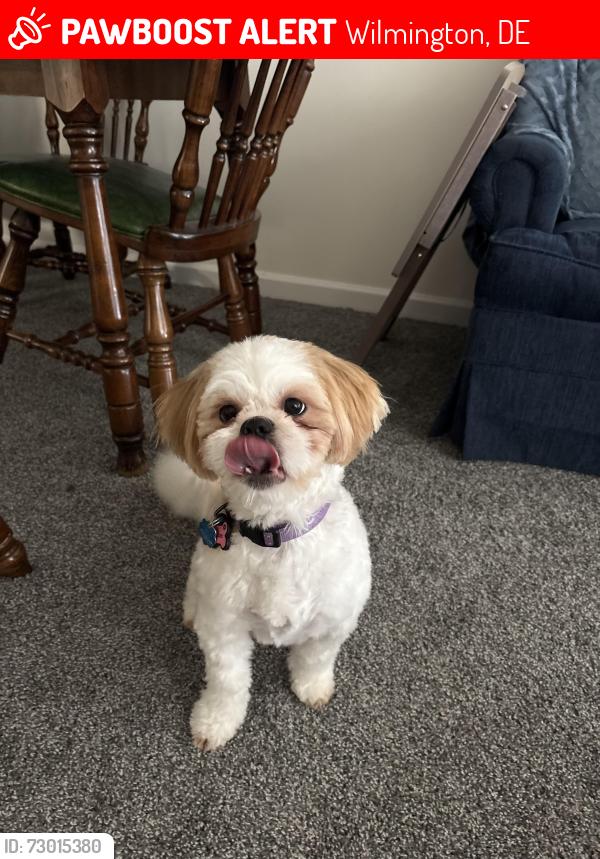 Lost Female Dog last seen Maryland Ave, Boxwood Rd, Wilmington, DE 19804