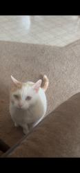 Lost Male Cat last seen Talma and Bardwell, Aurora, IL 60505