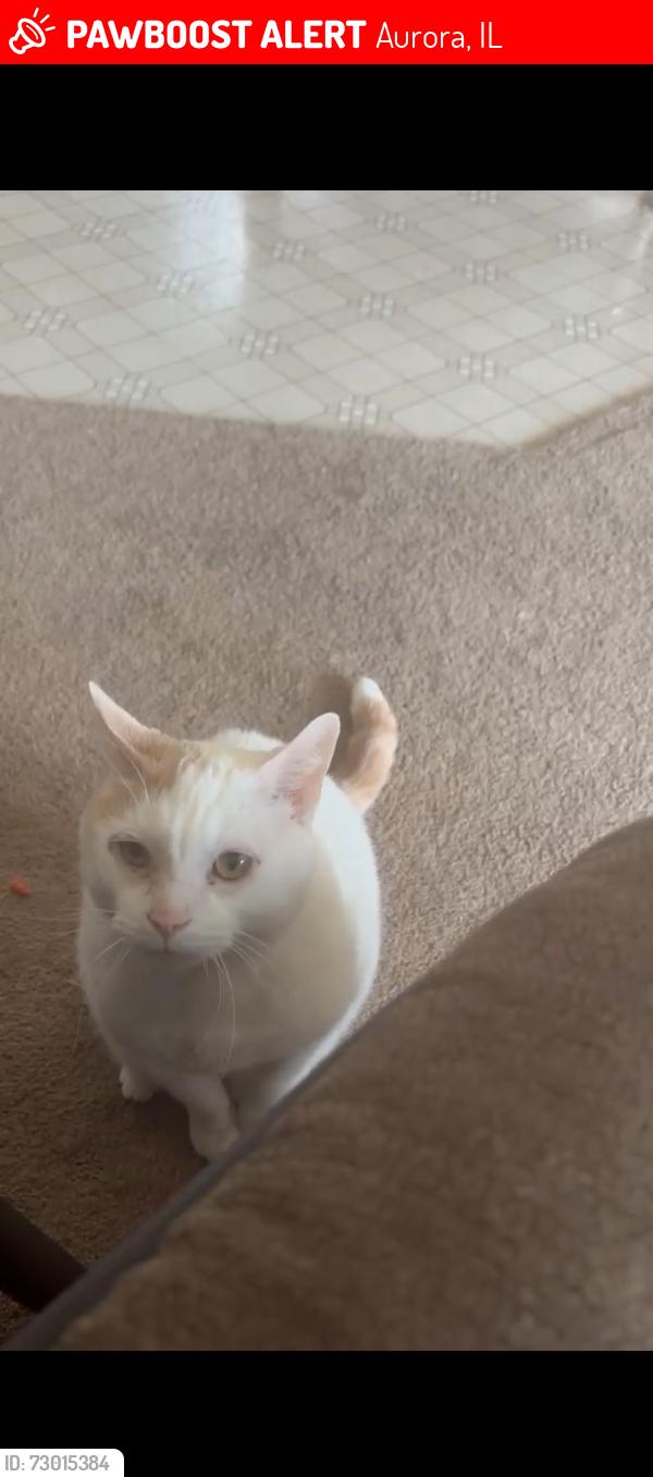 Lost Male Cat last seen Talma and Bardwell, Aurora, IL 60505