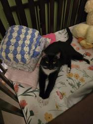 Reunited Male Cat last seen Steeplechase Drive & Waffle hse, Roswell, GA 30076