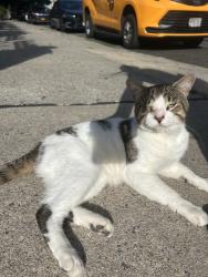 Found/Stray Unknown Cat last seen Near homes, Queens, NY 11418