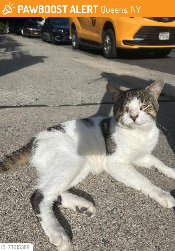 Found/Stray Unknown Cat last seen Near homes, Queens, NY 11418